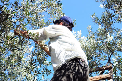 Photo d'un homme cueillant des olives à la main