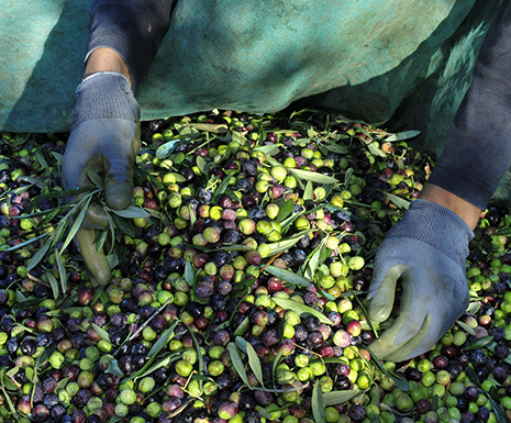 Mains gantées triant les olives
